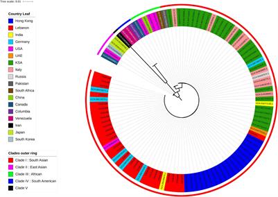 Molecular Characterization of Candida auris Isolates at a Major Tertiary Care Center in Lebanon